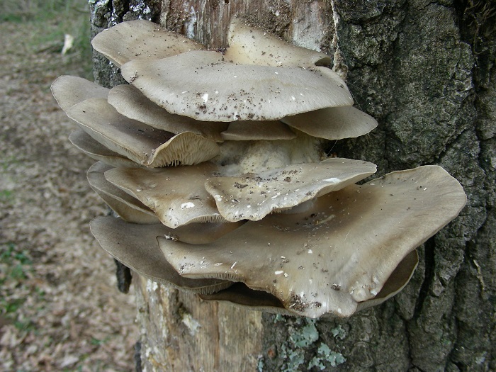 613Marzo vecchio ritrovamento